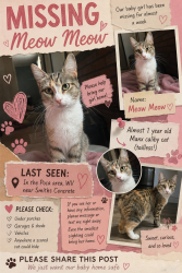 Lost Female Cat last seen Near river street poca wv, Poca, WV 25159