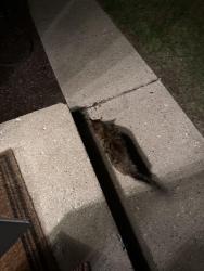 Lost Female Cat last seen Boulder st, Loves Park, IL 61111