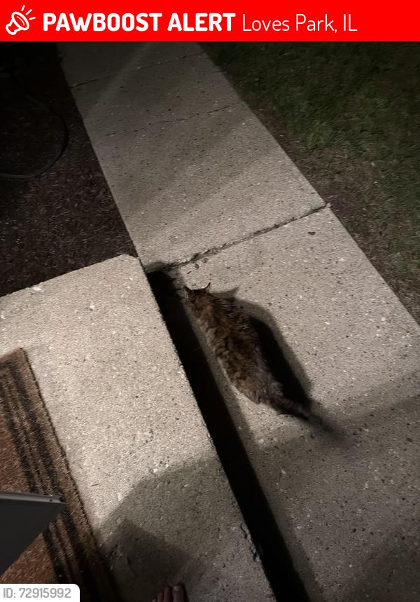 Lost Female Cat last seen Boulder st, Loves Park, IL 61111