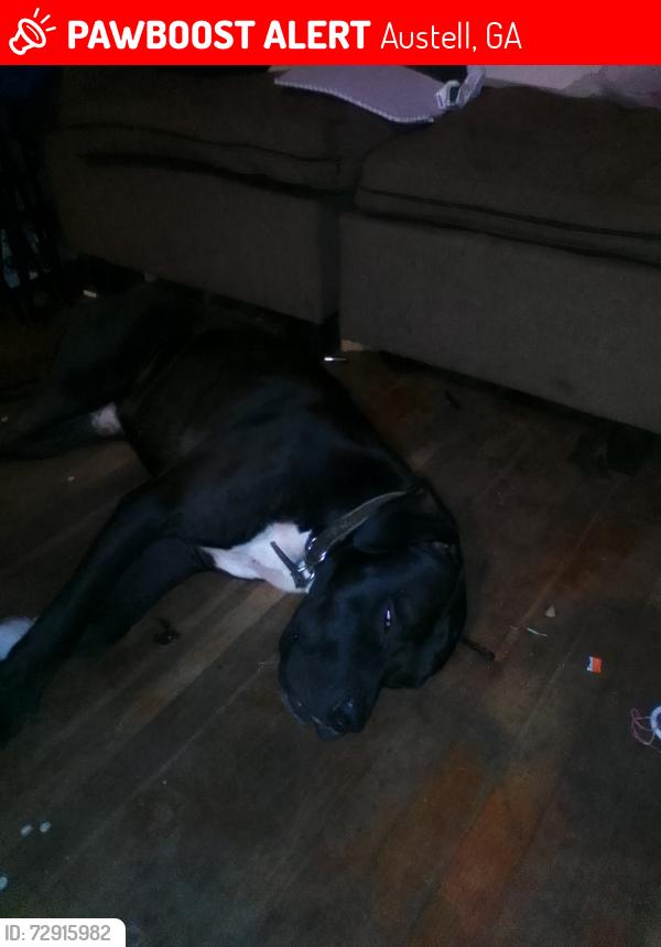 Lost Male Dog last seen McDuffie rd, Austell, GA 30106