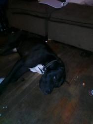 Lost Male Dog last seen McDuffie rd, Austell, GA 30106