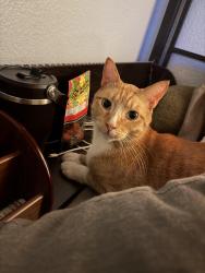 Reunited Male Cat last seen 17th street, San Pablo, CA 94806
