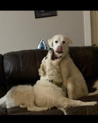 Reunited Male Dog last seen FM 878, Waxahachie, TX 75165
