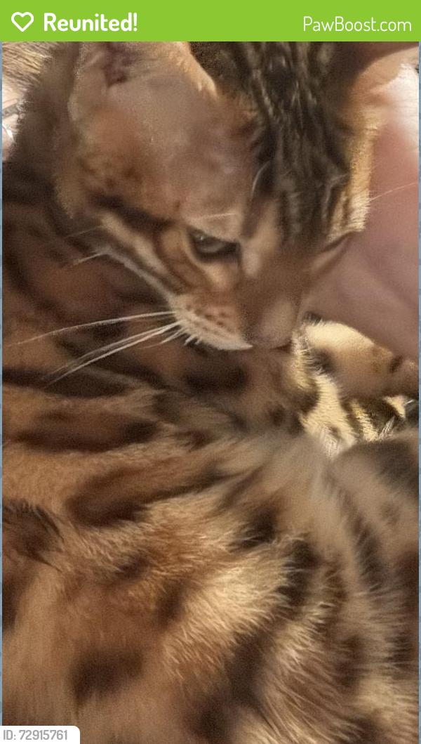 Reunited Male Cat last seen blanchard and college avenue , Wheaton, IL 60187