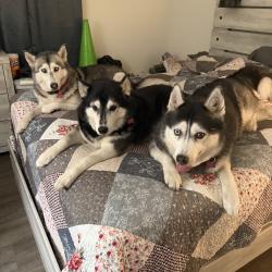 Reunited Female Dog last seen Cypress Bay neighborhood , Palm Bay, FL 32909