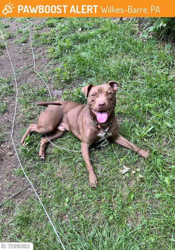 Found/Stray Male Dog last seen Corner of Washington & Chestnut at the dead end, Wilkes-Barre, PA 18705