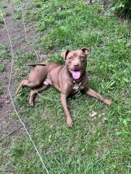 Found/Stray Male Dog last seen Corner of Washington & Chestnut at the dead end, Wilkes-Barre, PA 18705