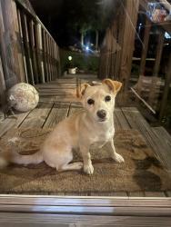 Lost Female Dog last seen Nw 109th Ave Ocala fl 34482, Ocala, FL 34482