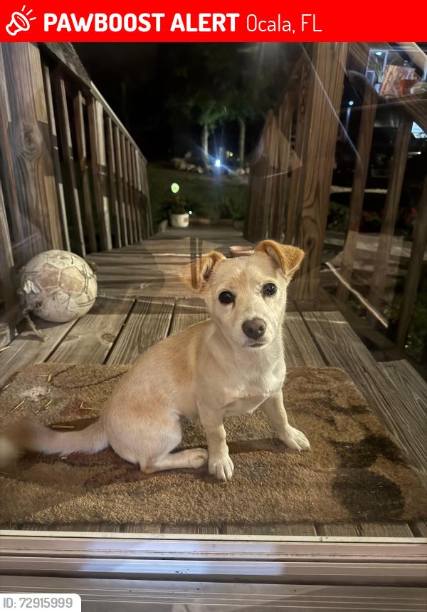 Lost Female Dog last seen Nw 109th Ave Ocala fl 34482, Ocala, FL 34482