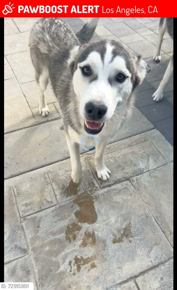 Lost Female Dog last seen Polk, Los Angeles, CA 91342