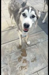 Lost Female Dog last seen Polk, Los Angeles, CA 91342