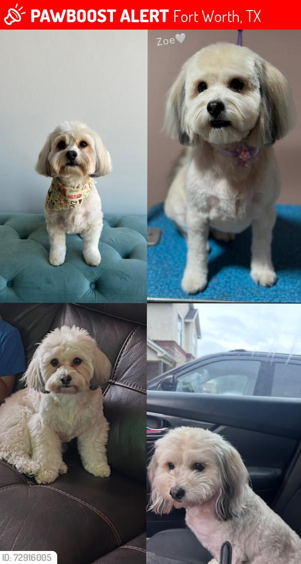 Lost Female Dog last seen berry street, Fort Worth, TX 76115