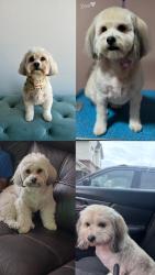 Lost Female Dog last seen berry street, Fort Worth, TX 76115