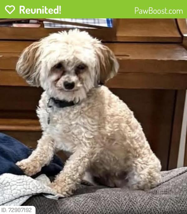 Reunited Male Dog last seen Open space behind lenner homes in gold creek running west towards the homes of legacy trail , Elizabeth, CO 80107