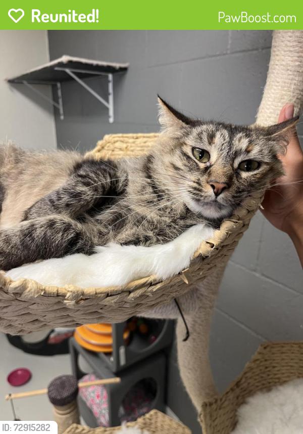 Reunited Female Cat last seen S grade rd, Alpine, CA 91901