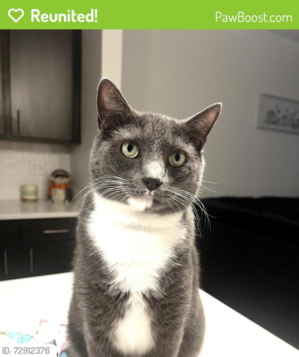 Reunited Male Cat last seen  Azalea Bay apmts, The pointe Gulf Breeze , Gulf Breeze, FL 32563