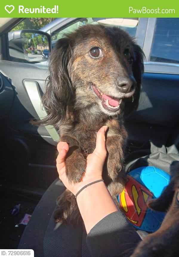Reunited Male Dog last seen Cemetary, Evergreen Park, IL 60805