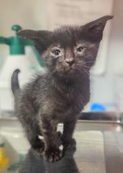Shelter Stray Male Cat last seen E Manning and S Elm, Fresno Zone Fresno CO 1A 93725, CA, Fresno, CA 93706