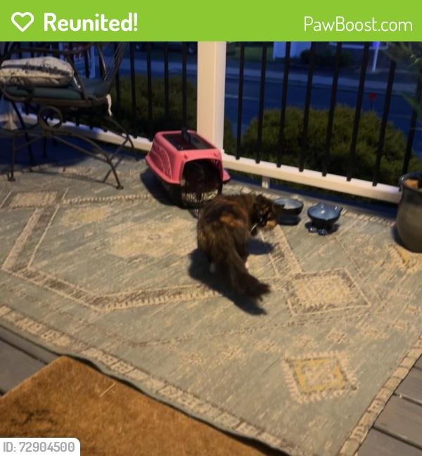 Reunited Female Cat last seen Lenox road, Schenectady, NY 12308