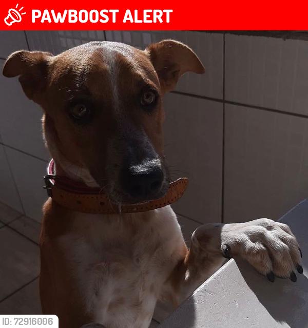 Lost Male Dog last seen Fugiu de casa , Nossa Senhora de Fátima, RS 
