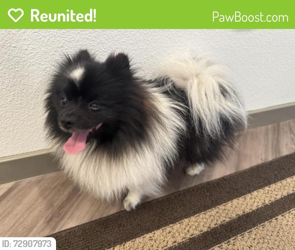 Reunited Male Dog last seen Near N Santa Fe Ave, Vista, CA 92084
