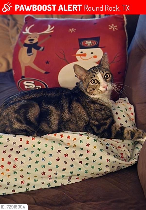 Lost Male Cat last seen Double Creek  by 7 eleven, Round Rock, TX 78665
