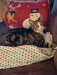 Lost Male Cat last seen Double Creek  by 7 eleven, Round Rock, TX 78665