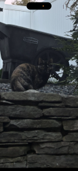 Found/Stray Unknown Cat last seen Wolcott rd, Brookline, MA 02467
