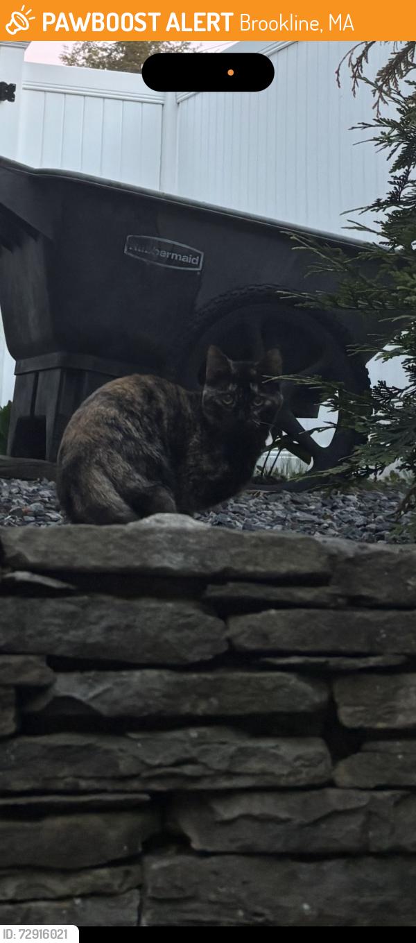 Found/Stray Unknown Cat last seen Wolcott rd, Brookline, MA 02467