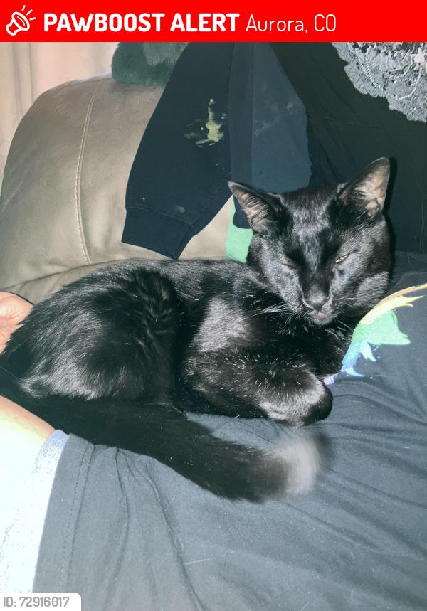 Lost Male Cat last seen S Valdai street by eaglecrest high school , Aurora, CO 80015