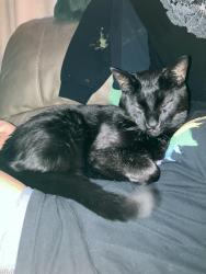 Lost Male Cat last seen S Valdai street by eaglecrest high school , Aurora, CO 80015
