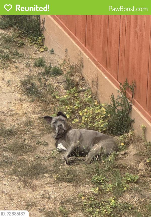 Reunited Female Dog last seen cherry ave and 10th St, Long Beach, CA 90807