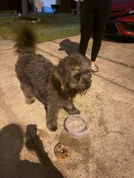 Found/Stray Male Dog last seen Dahlia Greenway and Woodtown, Houston, TX 77038
