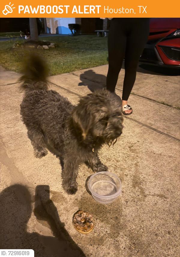 Found/Stray Male Dog last seen Dahlia Greenway and Woodtown, Houston, TX 77038