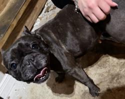 Reunited Female Dog last seen In the culdesac at the end of the street, San Antonio, TX 78245