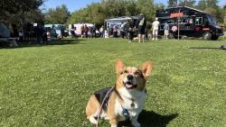 Reunited Male Dog last seen Golden springs and sunset crossing, Diamond Bar, CA 91765