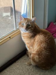 Reunited Female Cat last seen San Juan and Amy Ave, Fair Oaks, CA 95628