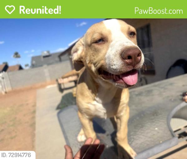 Reunited Female Dog last seen Lindsay and Hampton, Mesa, AZ 85204
