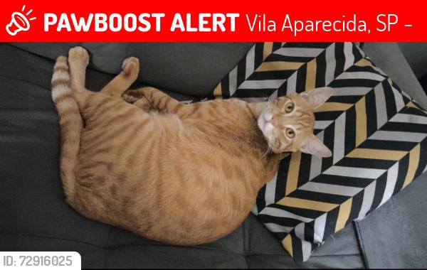 Lost Male Cat last seen Igreja mensageiros de Deus , Vila Aparecida, SP 12052-000