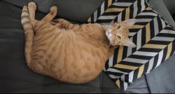Lost Male Cat last seen Igreja mensageiros de Deus , Vila Aparecida, SP 12052-000