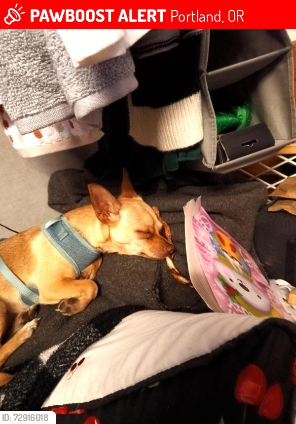 Lost Female Dog last seen 104th , Portland, OR 97266