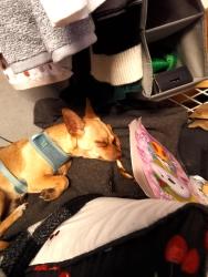 Lost Female Dog last seen 104th , Portland, OR 97266