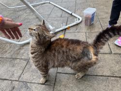 Found/Stray Unknown Cat last seen Ebenezer , Cincinnati, OH 45248