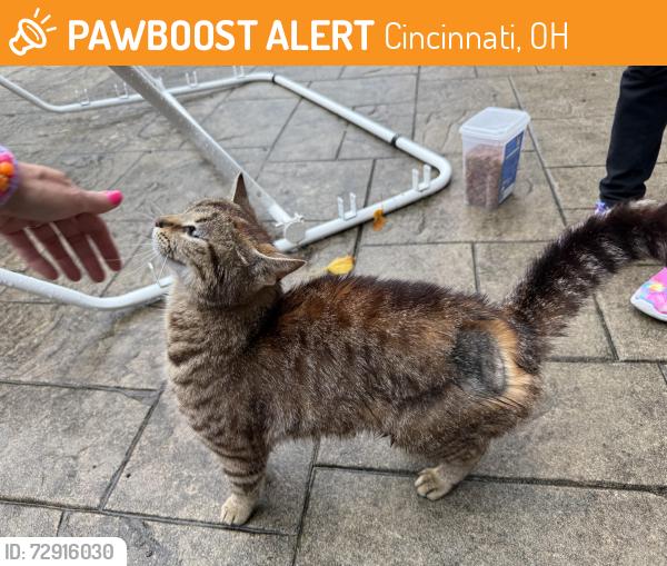 Found/Stray Unknown Cat last seen Ebenezer , Cincinnati, OH 45248