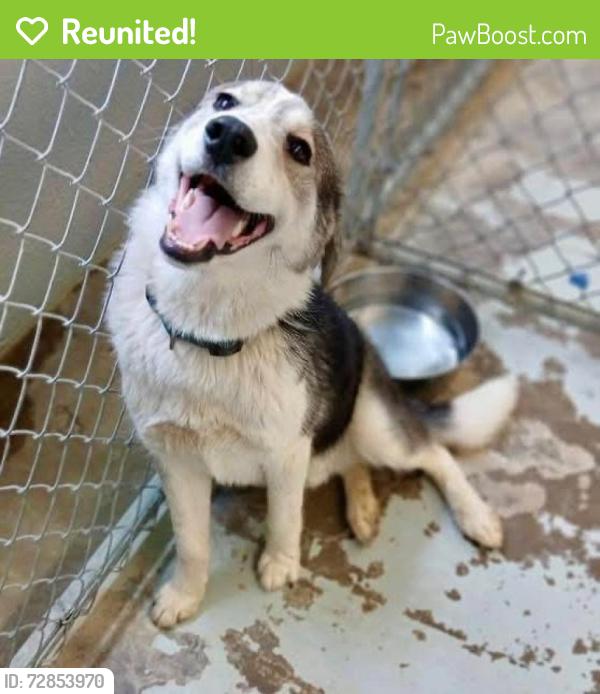 Reunited Male Dog last seen Rosedale Dr. and Florissant , St. Louis, MO 63121