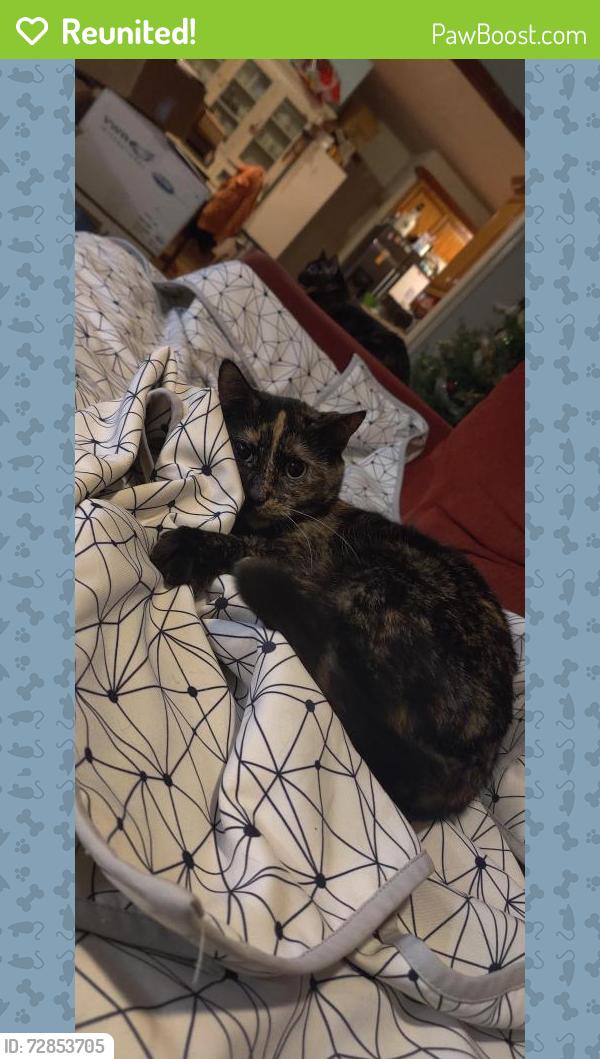 Reunited Female Cat last seen On property, Tomball, TX 77375
