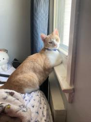 Reunited Male Cat last seen Mineola Avenue Carle Place , Carle Place, NY 11514