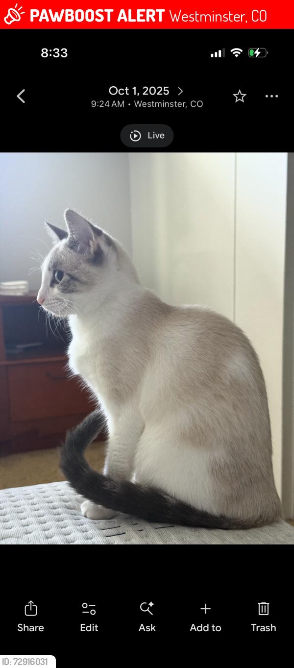 Lost Female Cat last seen 136th and Huron, Westminster, CO 80234