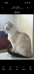 Lost Female Cat last seen 136th and Huron, Westminster, CO 80234