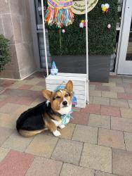 Reunited Male Dog last seen Golden springs drive and sunset crossing, Diamond Bar, CA 91765
